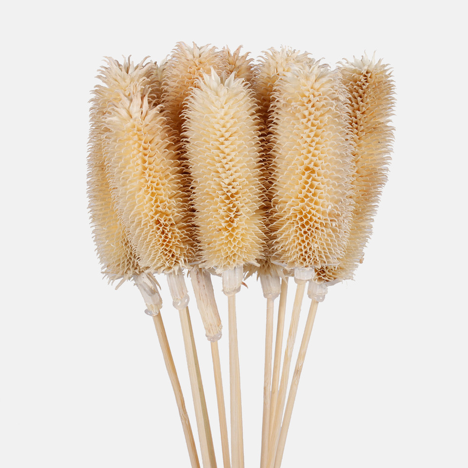 Dried natural thistle, White Y607-01