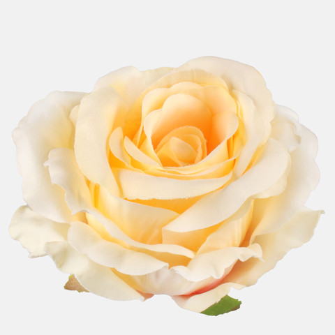 Rose, Lt. Yellow W697-23