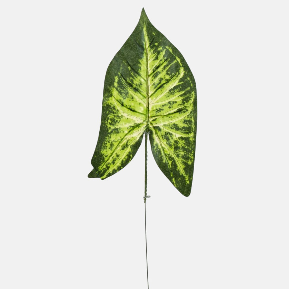 Syngonium leaf, T.T. Green S621-01