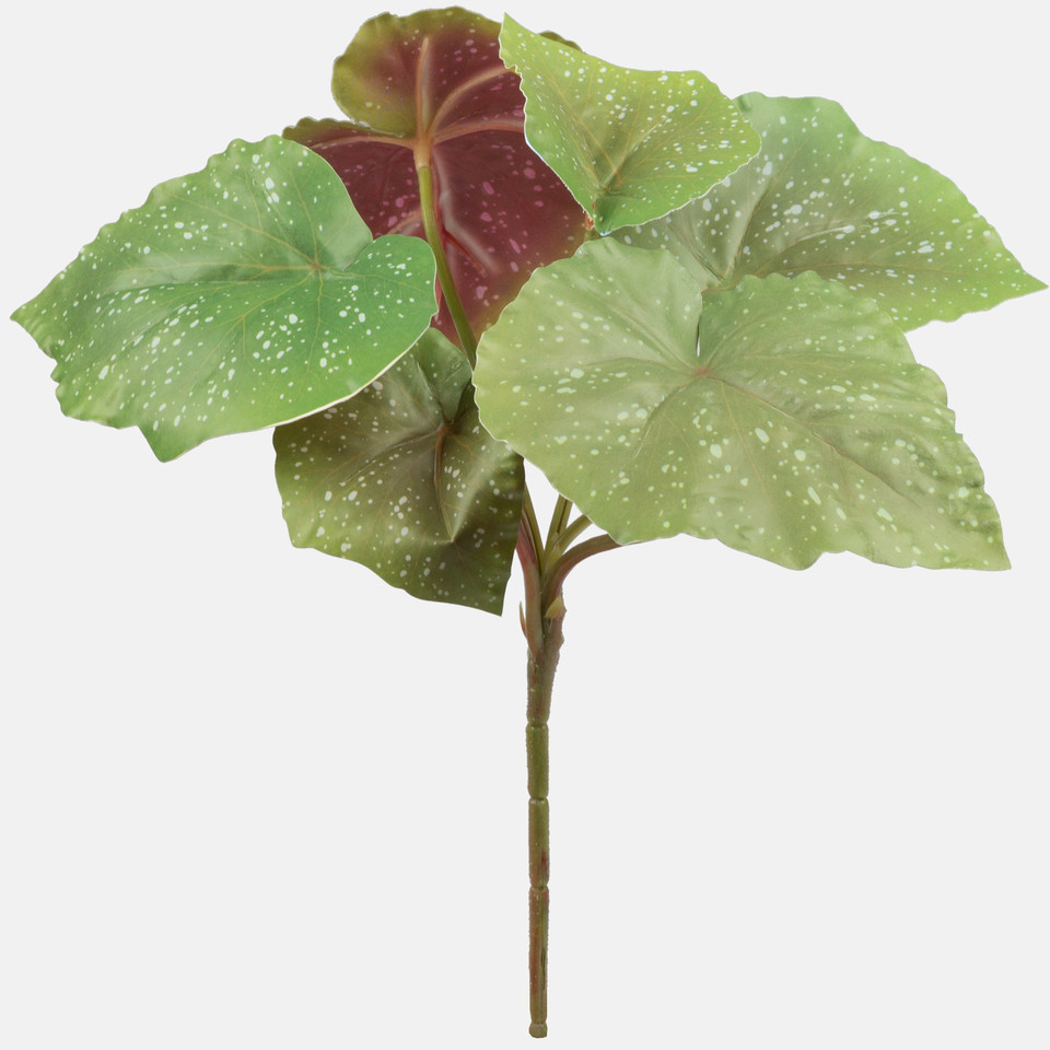 Begonia, Green Z091LG