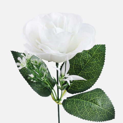 Rose, Cream G435-02