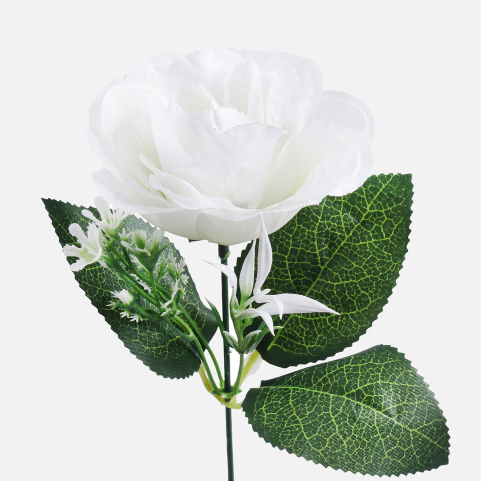 Róża, Cream G435-02