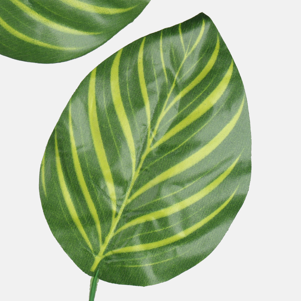 Calathea, T.T. Green F211-01