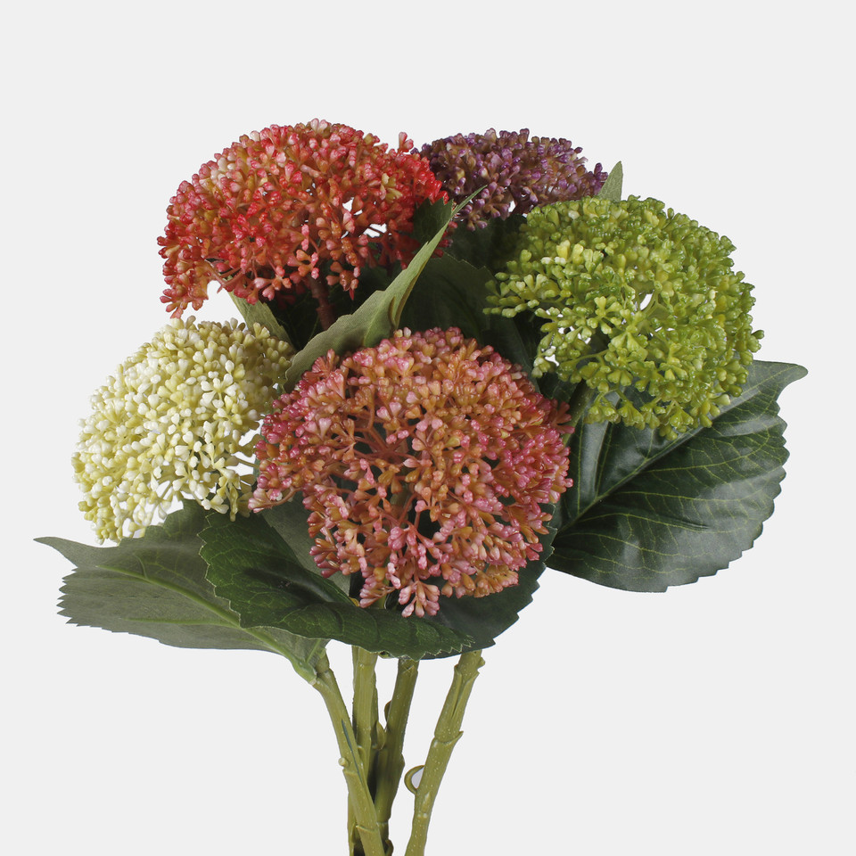 Hydrangea, Coral G459-05