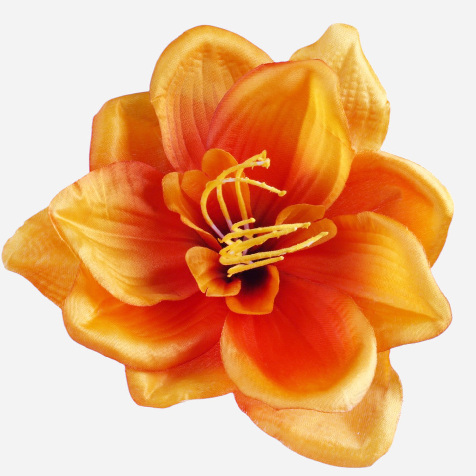 Amarylis satynowy, Orange W613-05