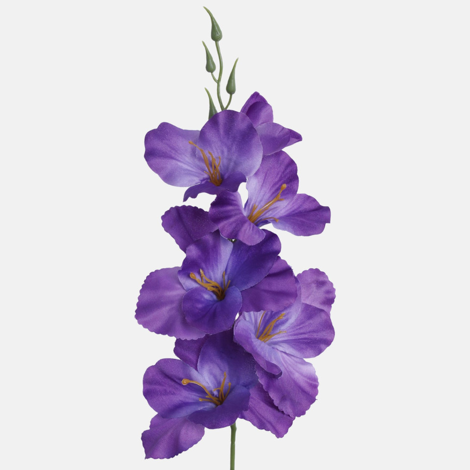 Satin gladiolus, Violet G190K-21