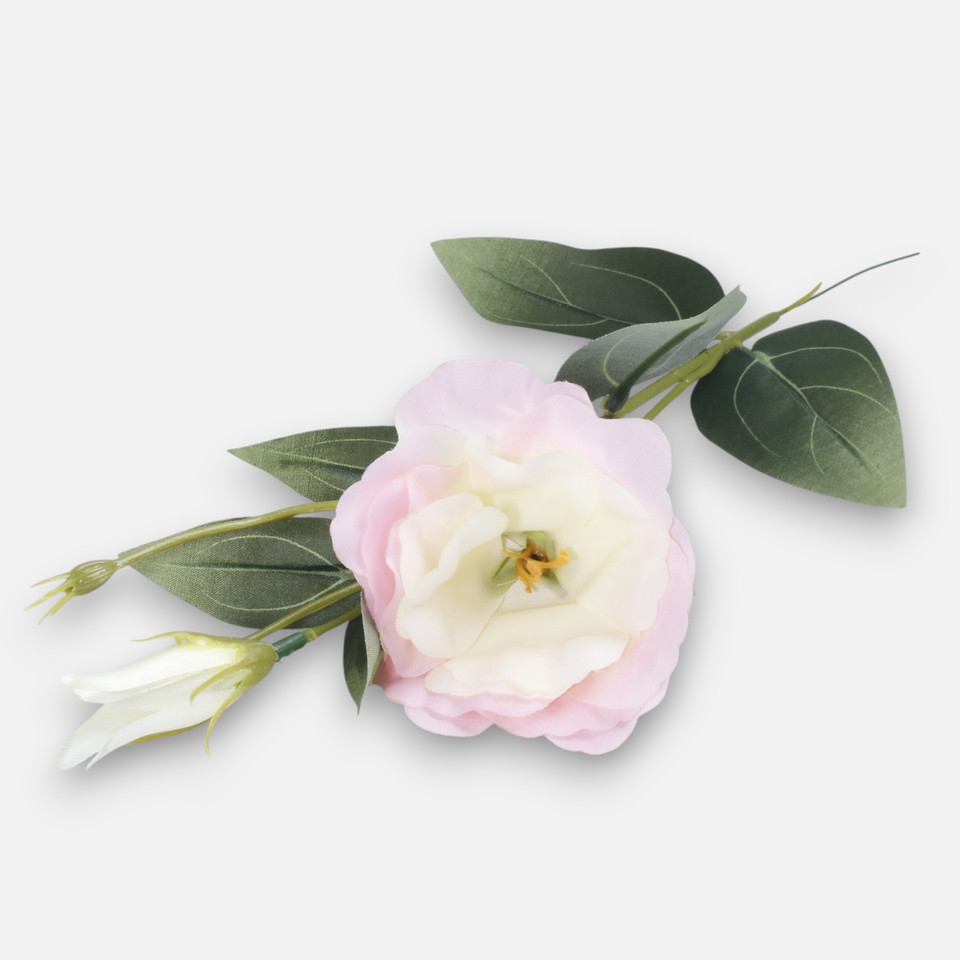 Eustoma, Cream/Lt. Pink G426-03