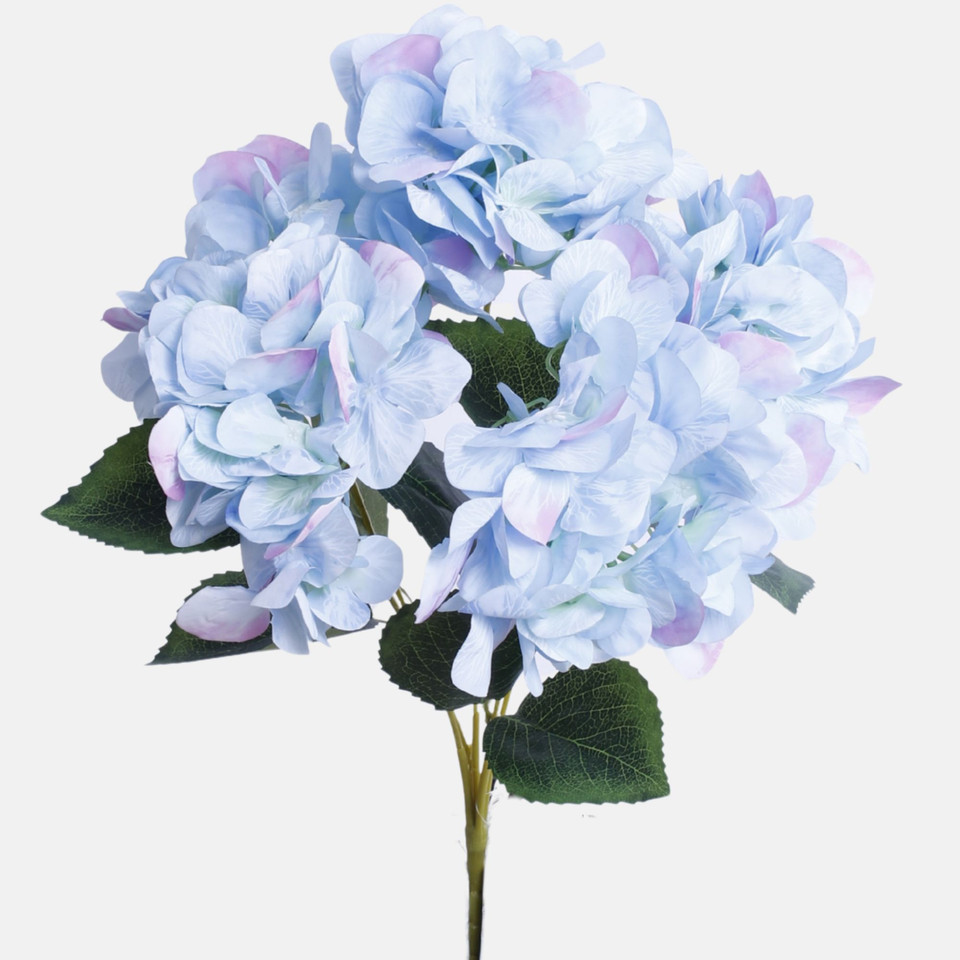Hortensja, Lt. BLue BU371-08