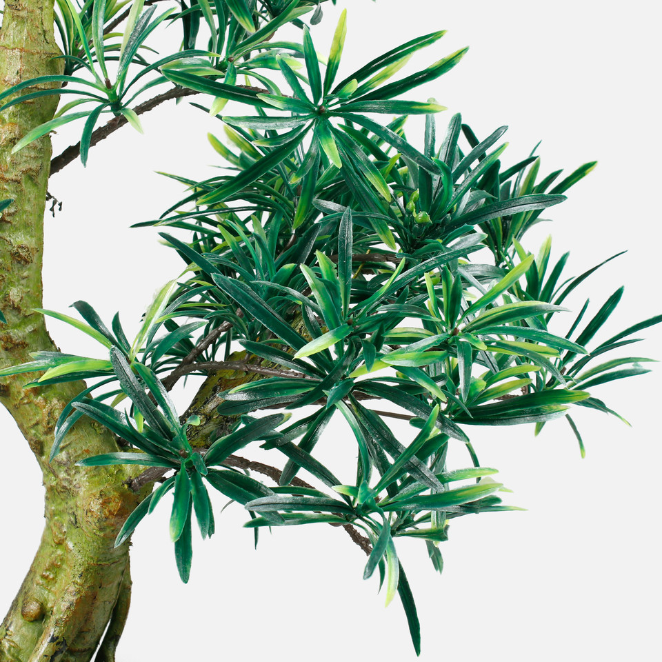 Bonsai D356