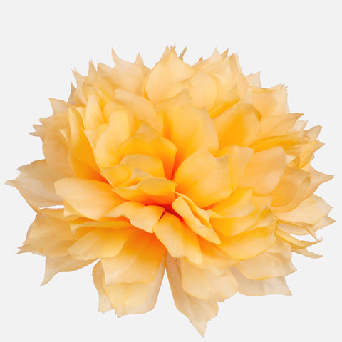 Dahlia W531