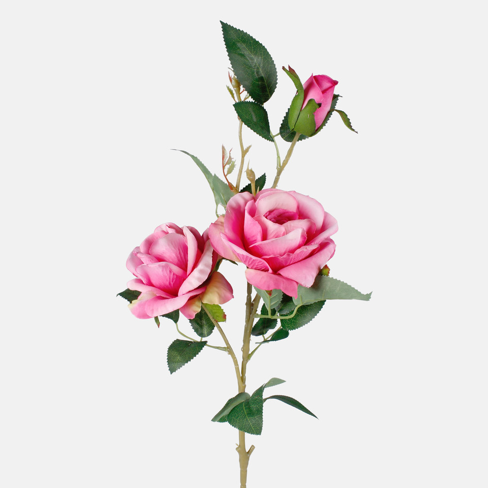 Róża x 3, Dk. Pink L789-05