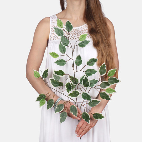 Ficus F224 (Product size)