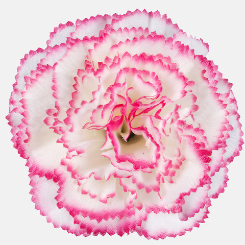 Carnation, Cream/Dk. Pink Edge W680-06