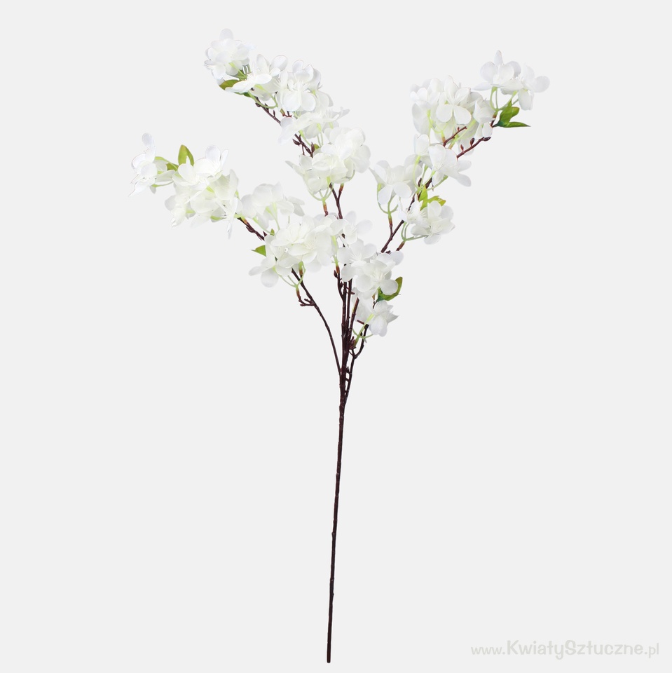 Cherry-tree, Cream L237-02
