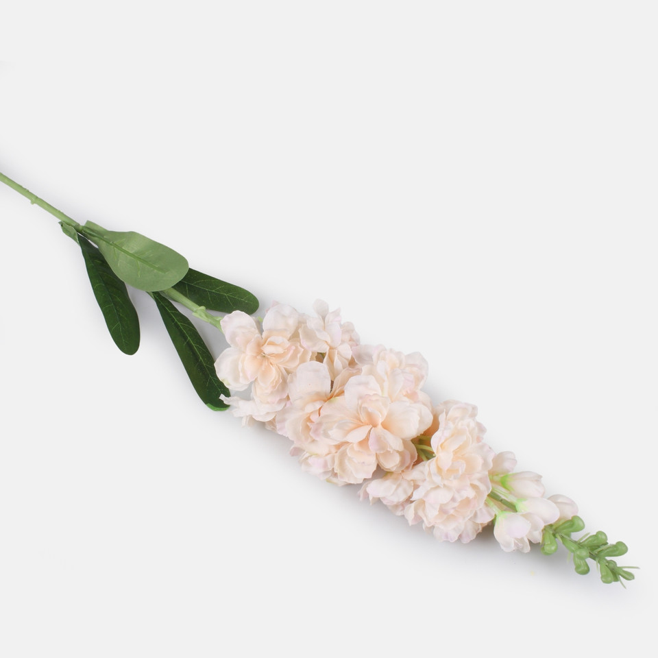 Delphinium, Peach L019-01
