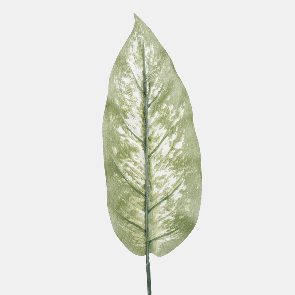Dieffenbachia leaf, Green A305