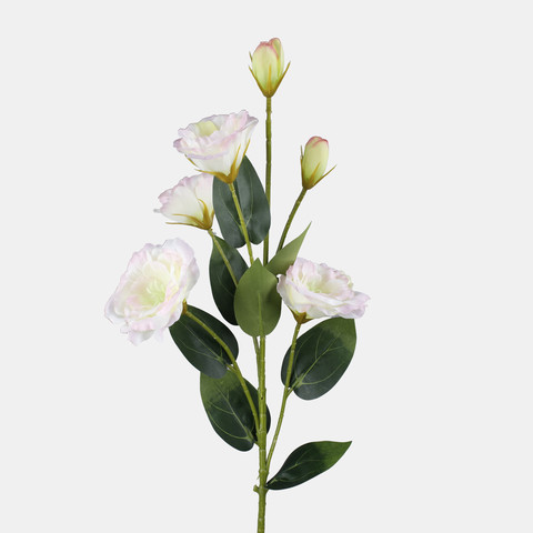 Lisianthus, Cream/Lt.Pink Edge L771-02