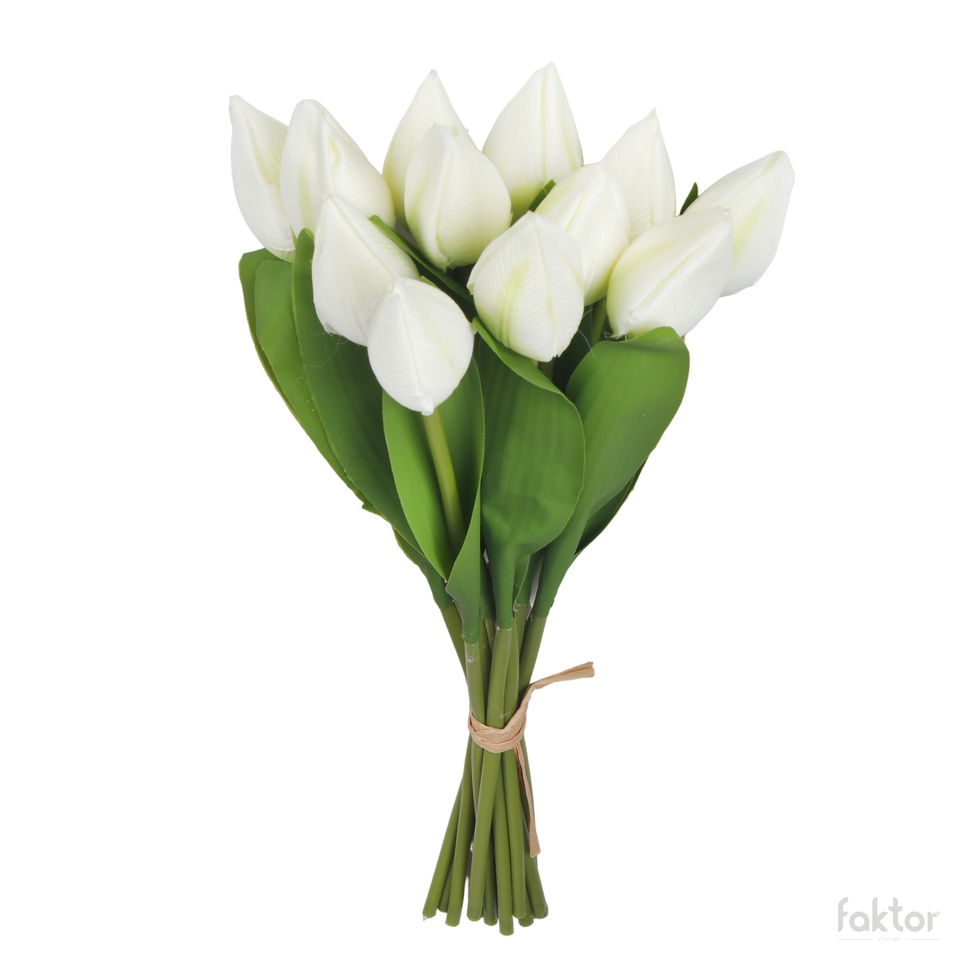 Tulip, Cream QA158-02
