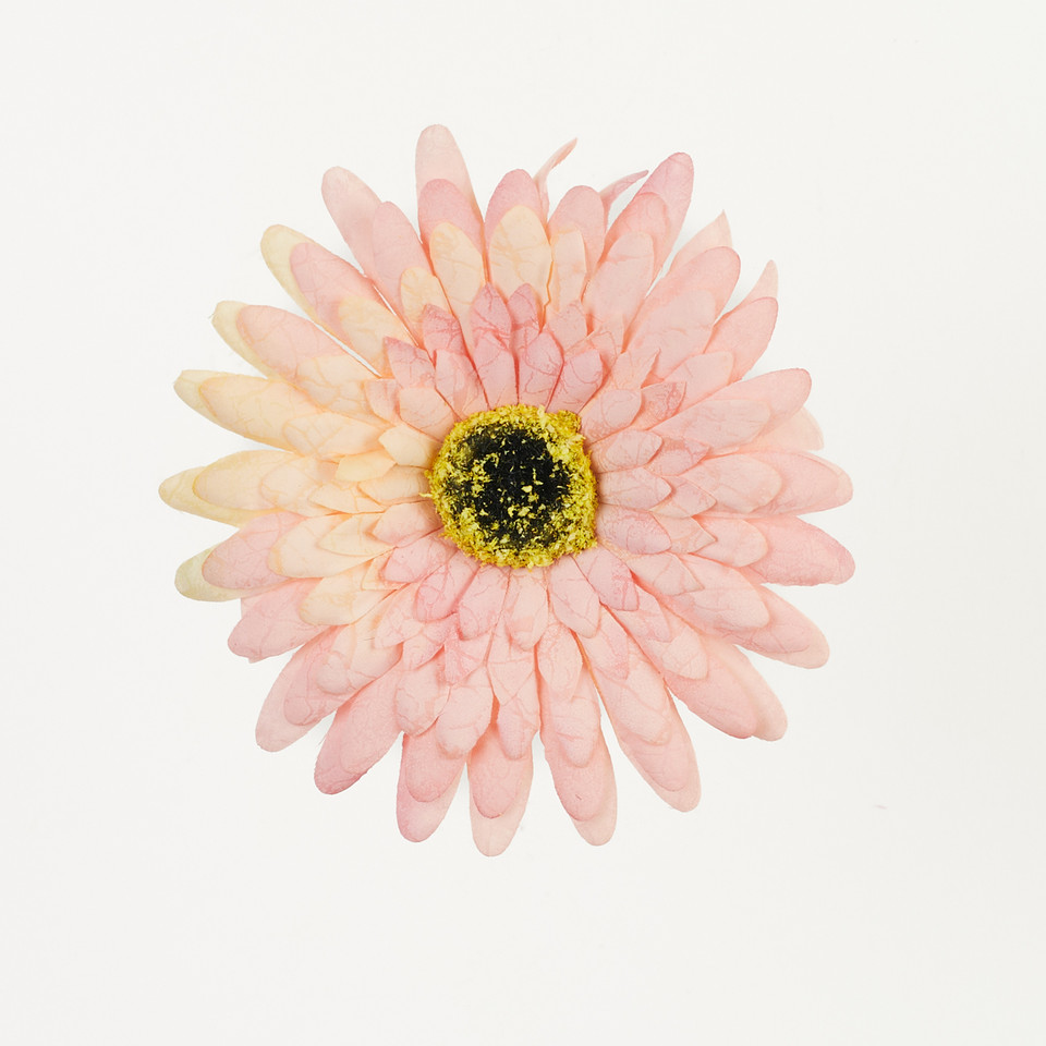 Gerbera – główka drukowana, coral B75-04