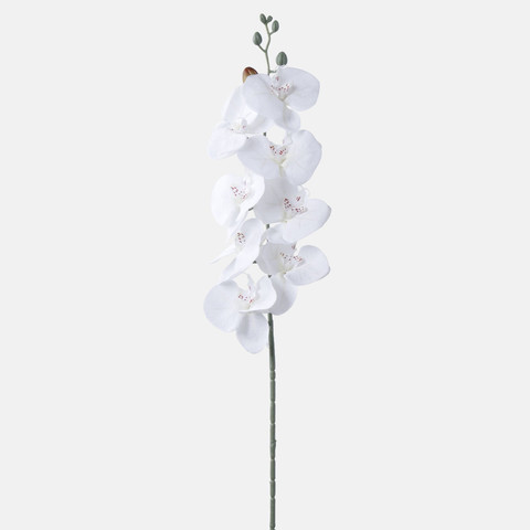Orchid, White BK218N-01