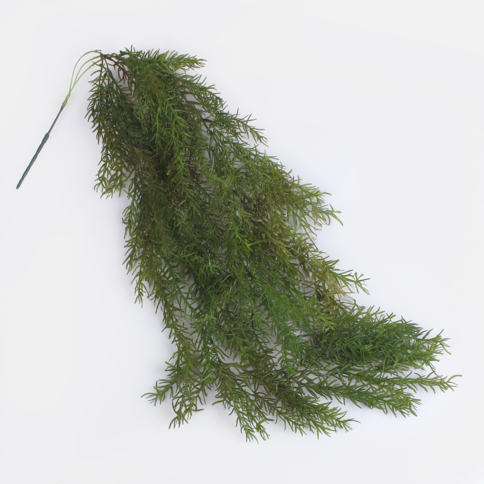 Trailing asparagus, Green/Red B175-02