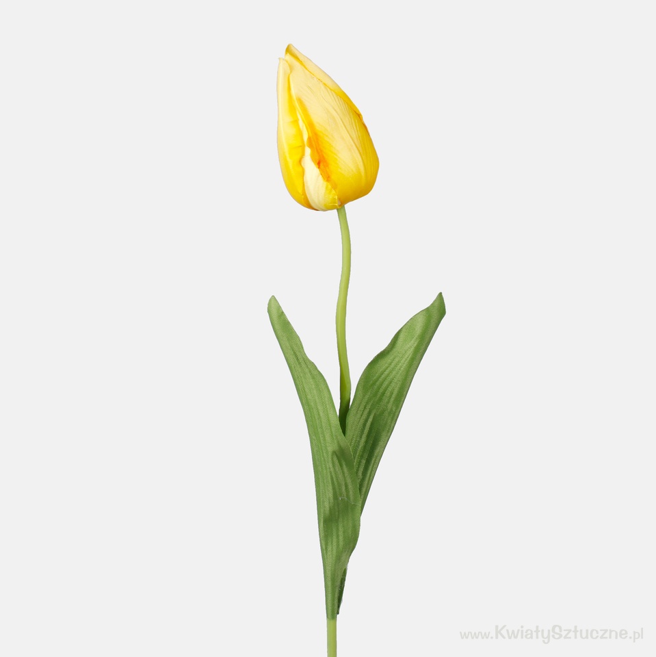 Tulip, Yellow (4) G166-05