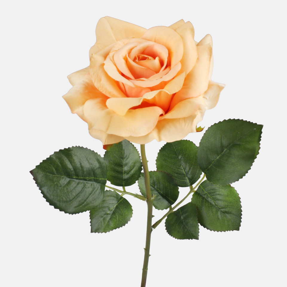 Rose, Orange G491-04