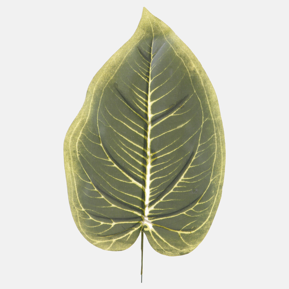 Hosta leaf, Frosty Green A695