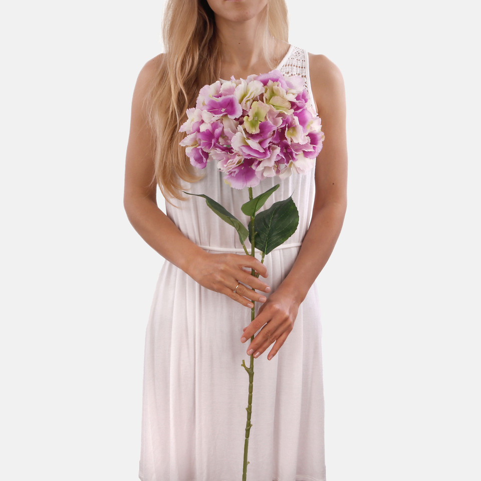 Hydrangea L826K
