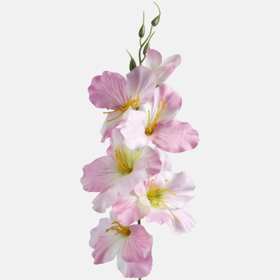 Satin gladiolus, Cream/Lt. Pink Edge/Green Center G190K-02
