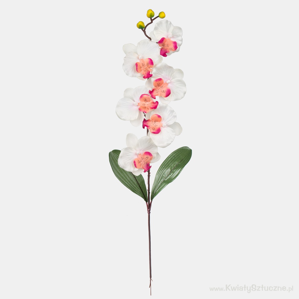 Orchid, Cream/Burgundy L160-02