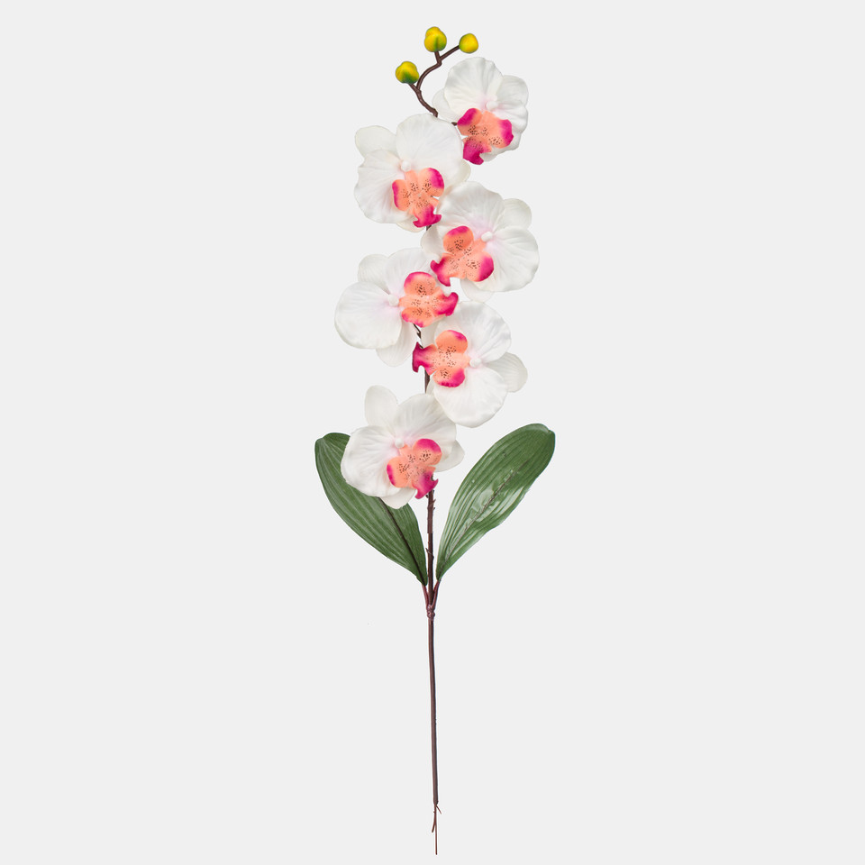 Orchid, Cream/Burgundy L160-02