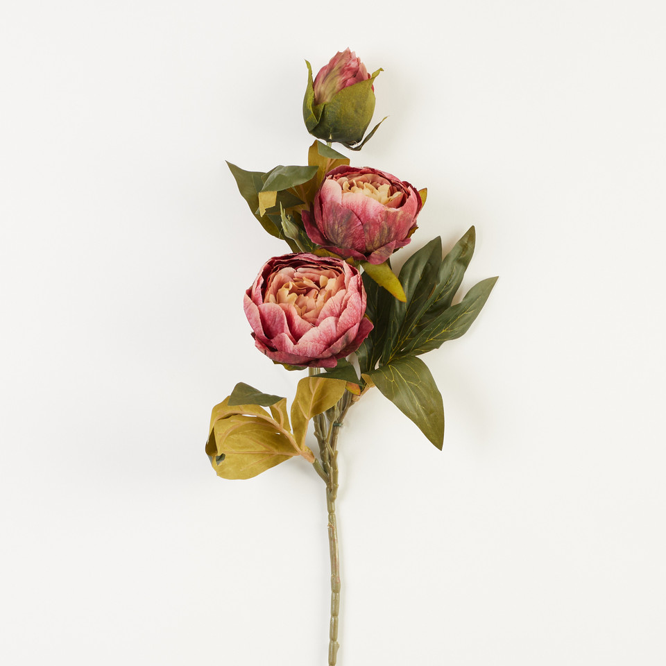 Peonia – gałązka x3, 41 B38-41