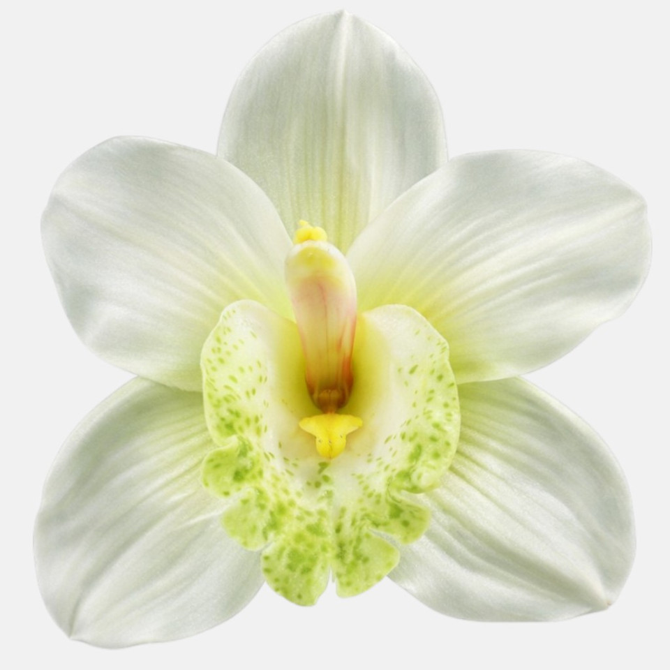 Storczyk - główka 12 cm, cream W015-21