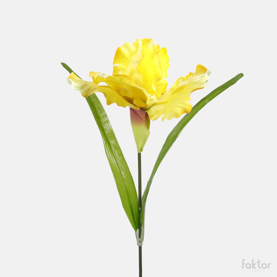 Iris, Yllow G425-03
