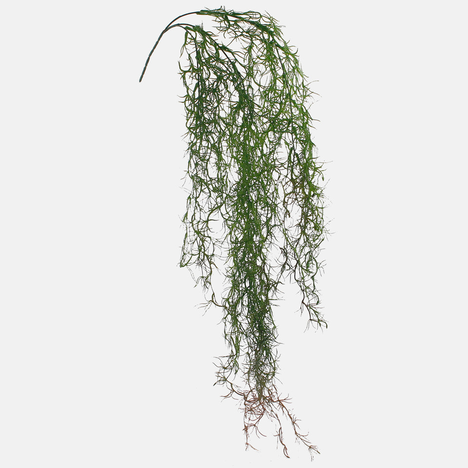 Asparagus, Green/Brown B059