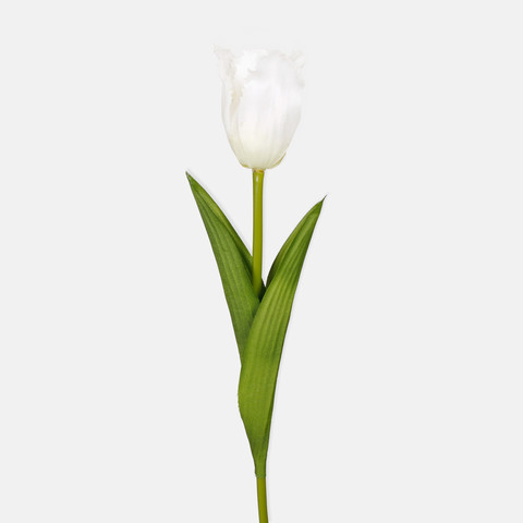 Tulip, Cream L850-03