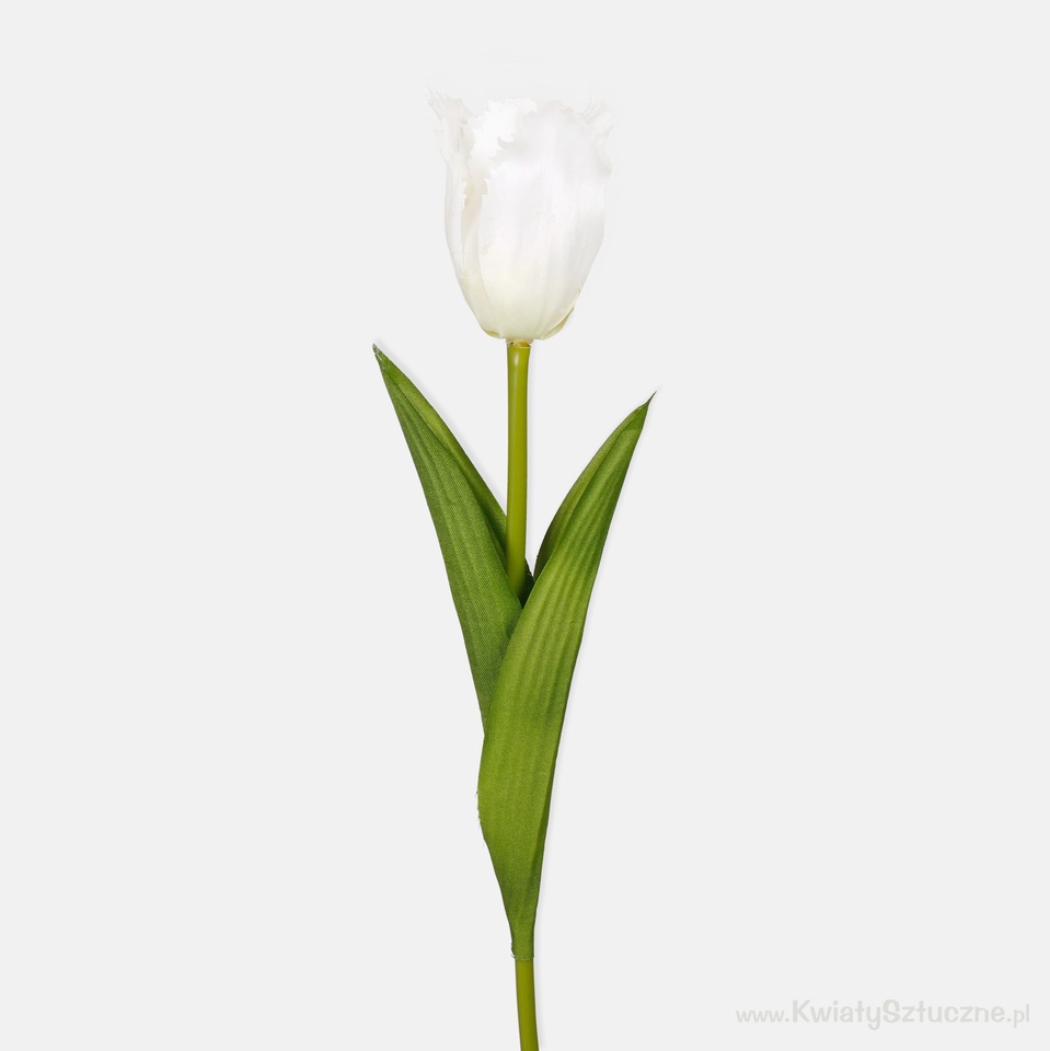 Tulip, Cream L850-03