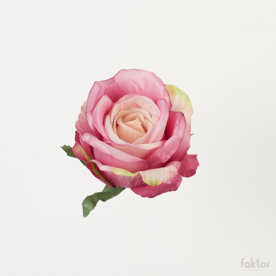 Róża – główka, peach/purple B53-230