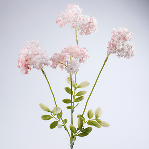 Chervil, Pink G493-03