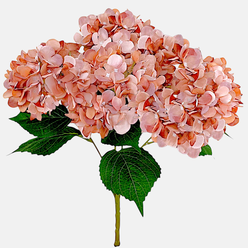 Hydrangea x 5, Autumn Mauve Q062-06