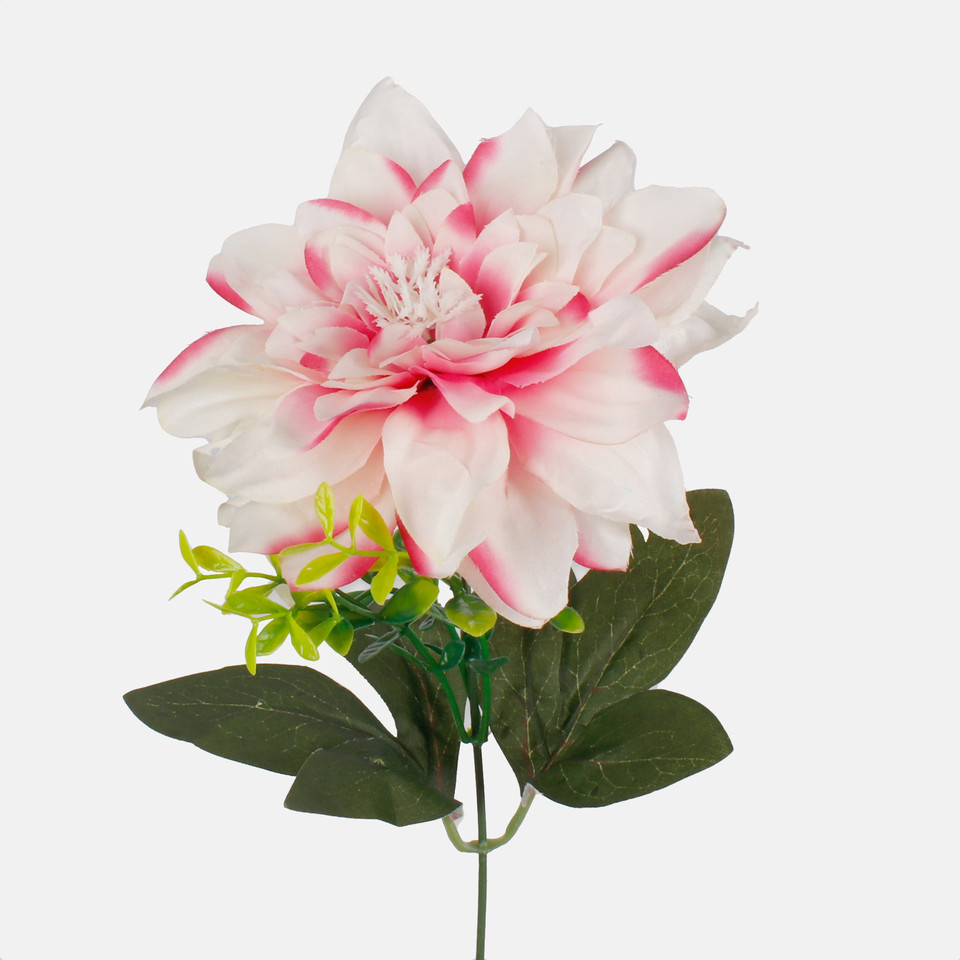 Dalia, Pink/Cream/Pink Edge G438-01