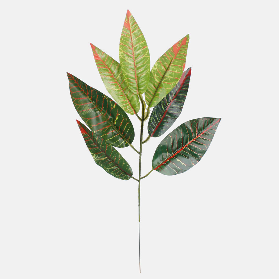 Croton, Green/Red F010-01
