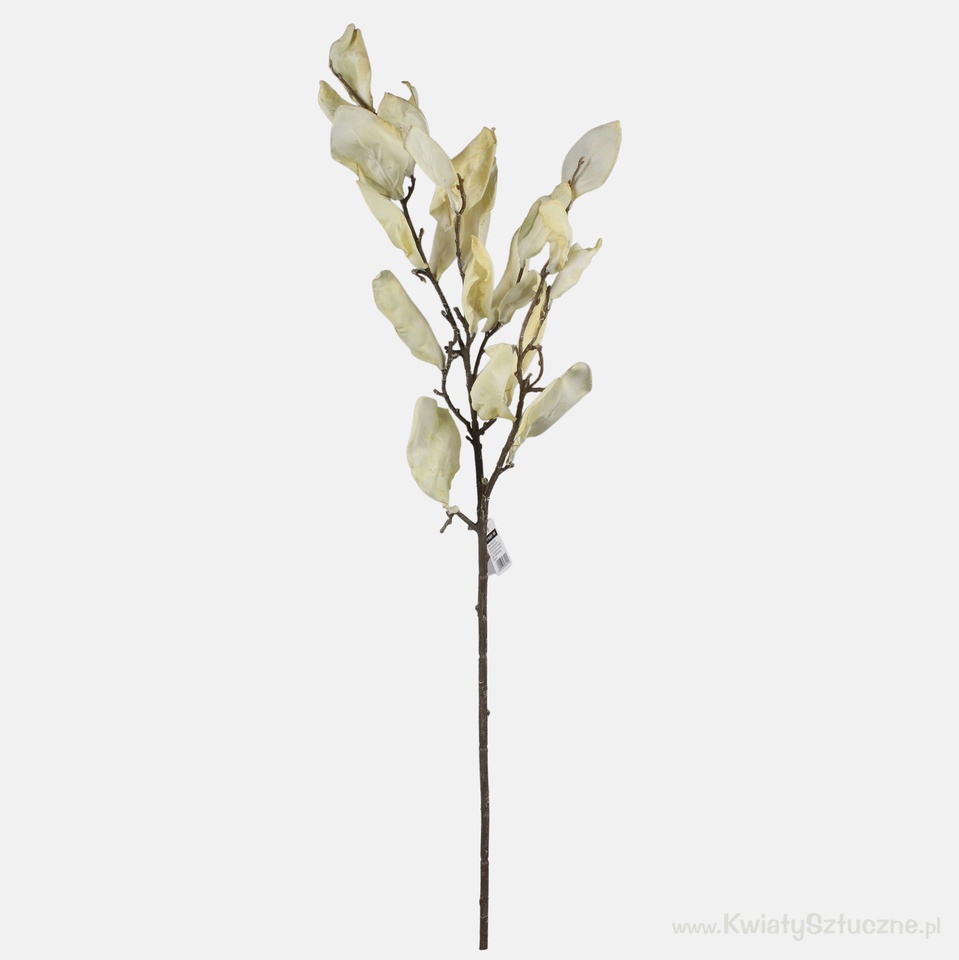 Autumn branch magnolia, Mix 1 F156Y-01