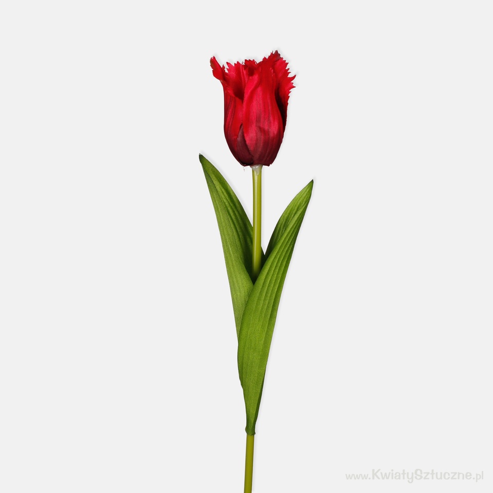 Tulip, Red L850-02