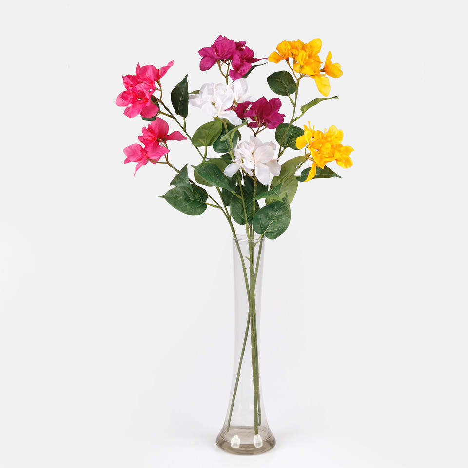 Bougainvillea, Purple L743-06