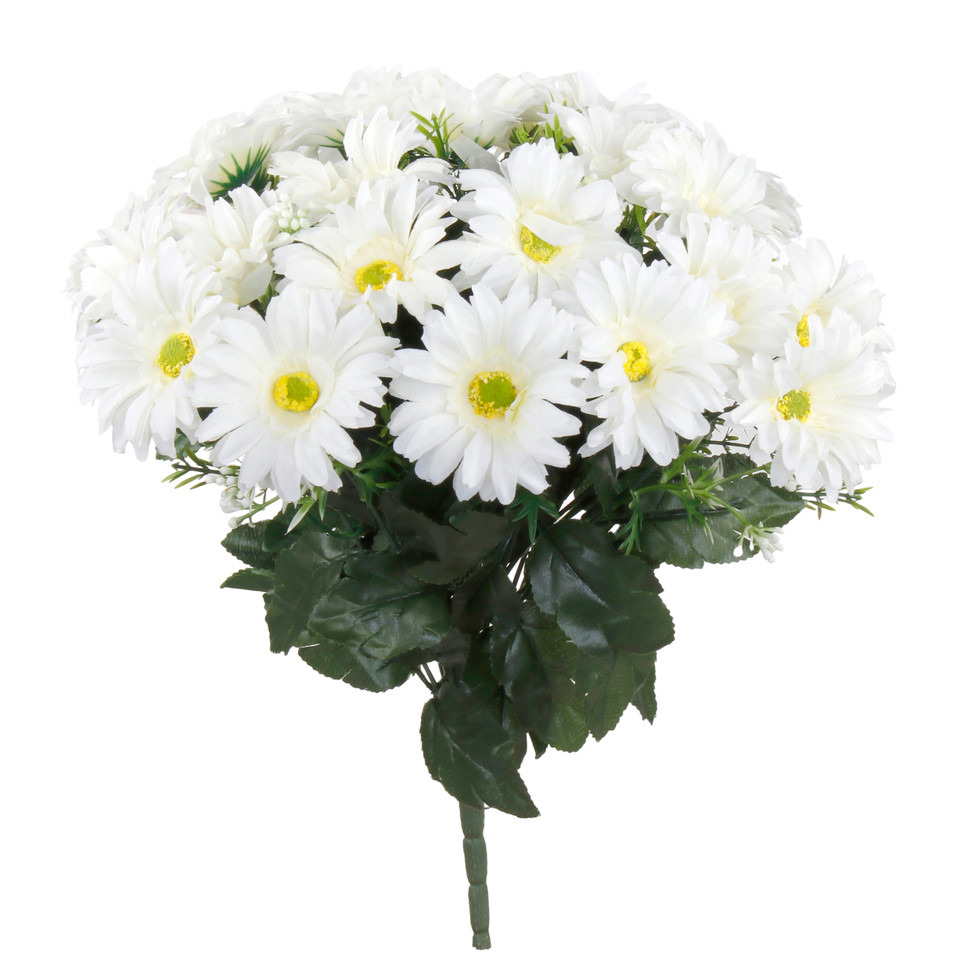 Gerbera x 24, Cream QA078-02