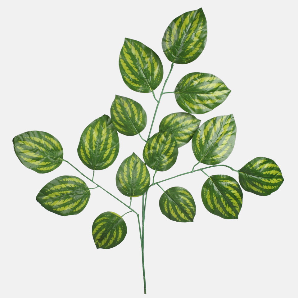 Maranta, T.T. Green F230-01