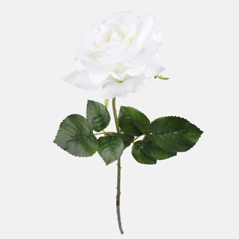 Rose, White G491-01