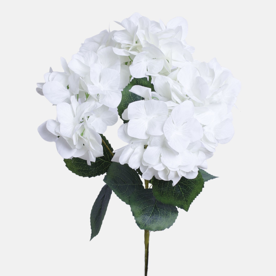 Hortensja, Cream BU371-05